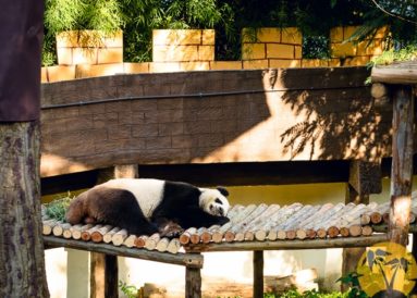 Панда в зоопарке Чиангмая, Таиланд