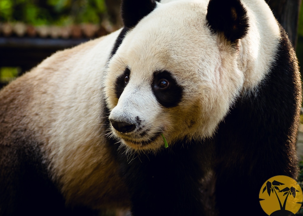 Где живет панда на каком. Сколько живут панды. Панда фото перспектива. Зоопарк жизнь панды Катюши. Республика какой есть Панда Панда.