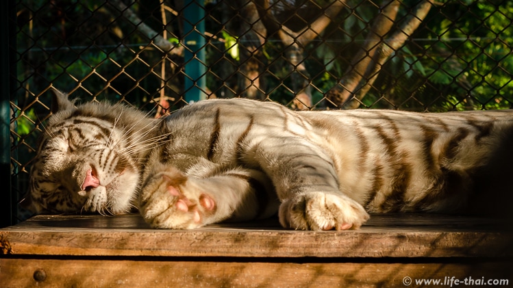 Спящие тигры, Чинаг Май, Таиланд