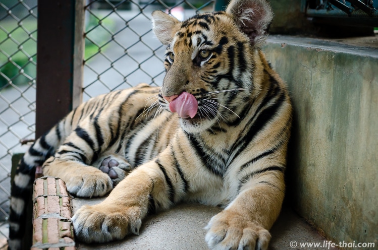 Тигр-подросток, Тигриное королевство в Чианг Мае, Таиланд, фото
