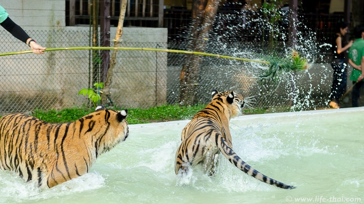 Тигры в бассейне, Чианг Май, Таиланд