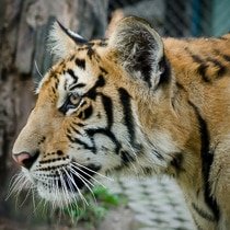 Tiger Kingdom, Chiang Mai