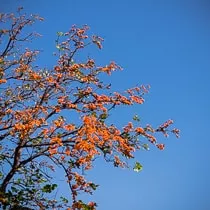 Пай. Последний закат