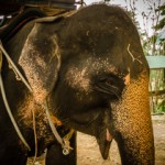 Слон, Самуи, Таиланд