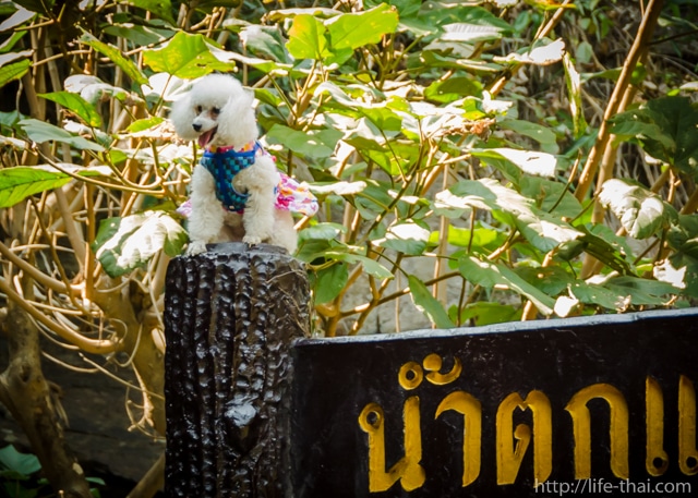 Doi Inthanon, Chiang Mai, Thailand