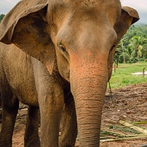 Слон – он и в Африке… слон. Часть 2 > Блог Павла Аксенова > 29 Пальм