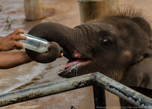 Слонёнок, Шри Ланка