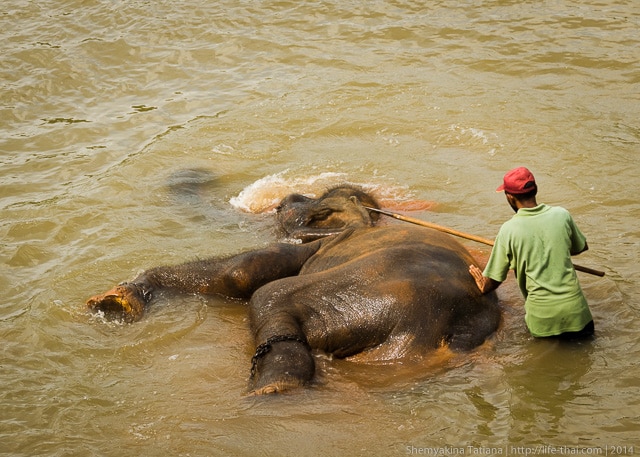 слон, река, Шри Ланка