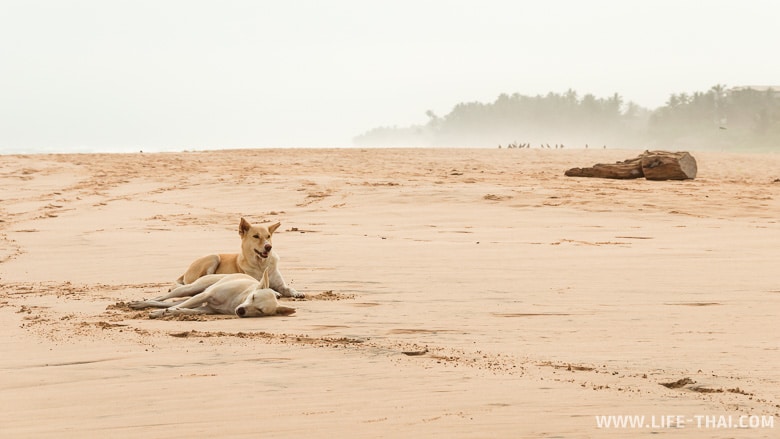 Животные в Шри Ланке. Собаки отдыхают на пляже