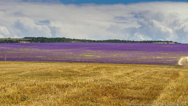 Лавандовое поле, Крым