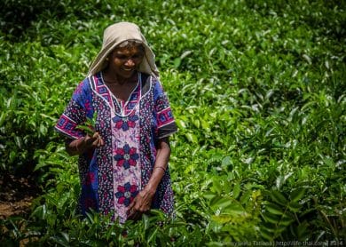 Женщина на чайных плантациях, Шри Ланка