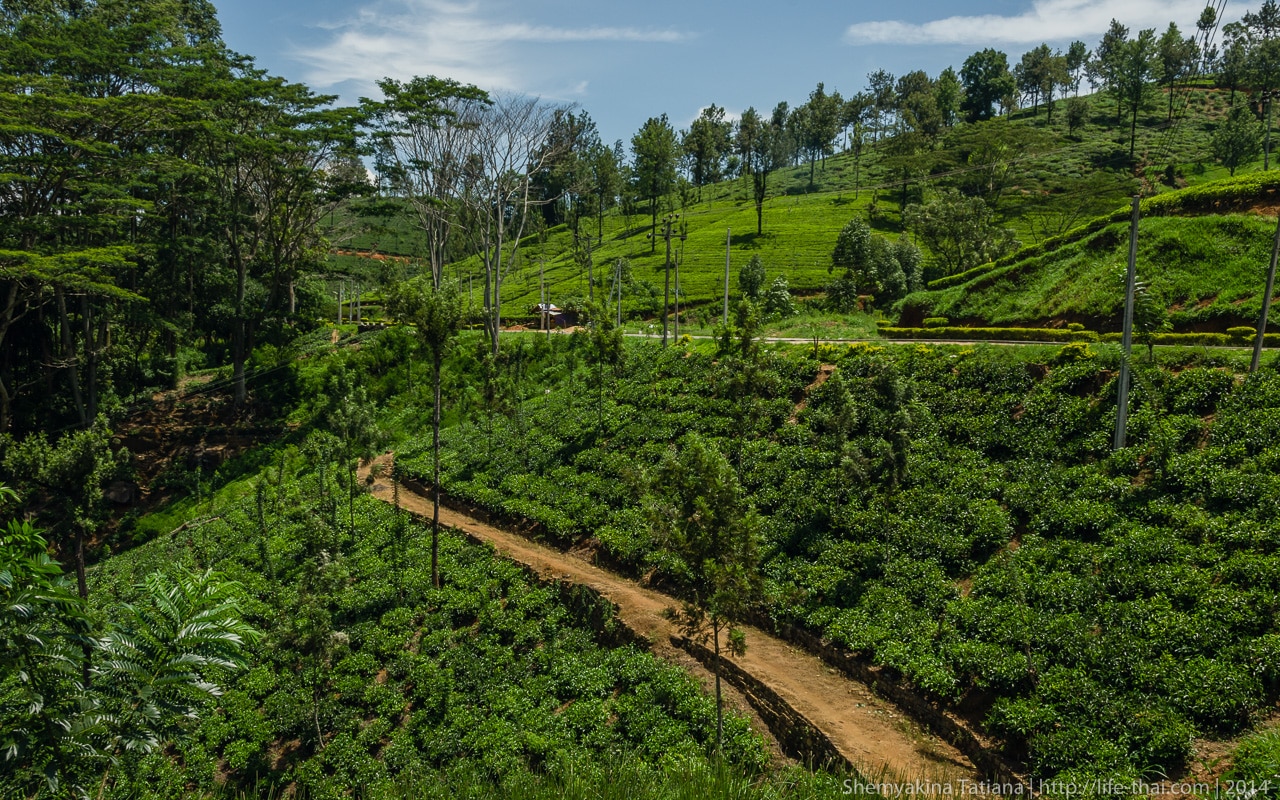 Шри ланка специализация. Нувара Элия чайные фабрики. Шри Ланка чайные плантации Нувара Элия. Шри Ланка чайная плантация чайная фабрика. Чайная фабрика и плантации в Нувара Элии.