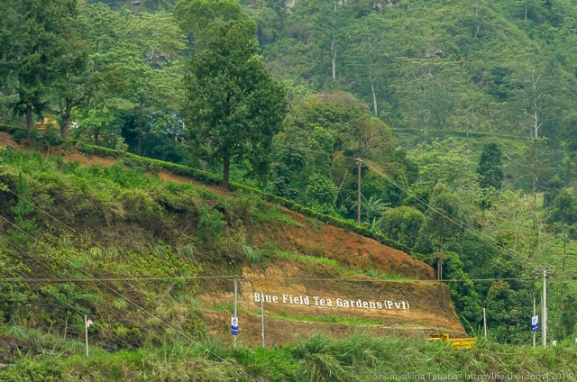 ฺЧайные плантации, Шри Ланка
