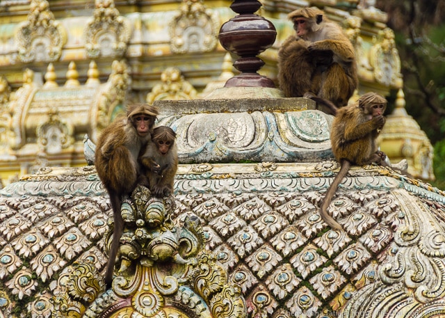 Обезьяны на храме, Шри Ланка
