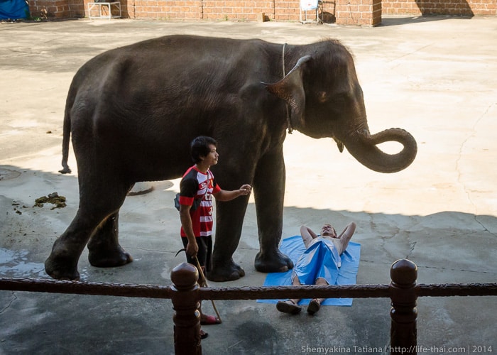 Слон делает массаж, Канчанабури Сафари парк, Таиланд