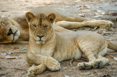 Лев и львица спят в Kanchanaburi Safari park Open Zoo