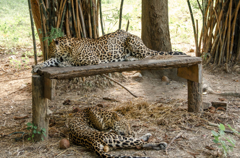 Спящие леопарды в Сафари парке Safari park Канчанабури