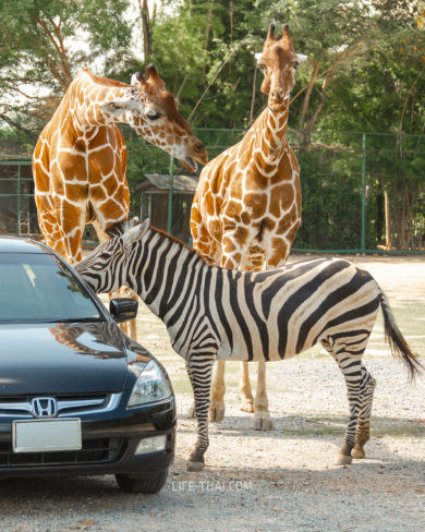 Поездка в Сафари Парк в Канчанабури (Safari Park Open Zoo & Camp Kanchanaburi)