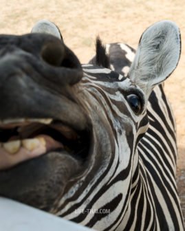Сафари с зебрами в Safari park open Zoo Kanchanaburi