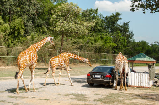 Сафари с жирафами в Канчанабури Сафари парке (Open Zoo)