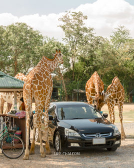 Сафари с жирафами в Канчанабури Сафари парке (Open Zoo)