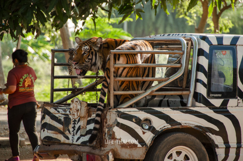 Тигр в багажнике джипа в Safari park Канчанабури