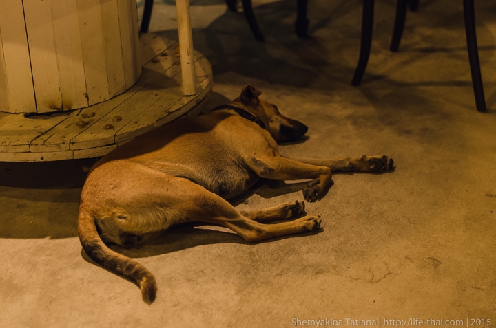 Собака, Родфаи маркет, Бангкок
