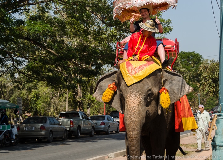 Слоны, Аюттайя, Таиланд