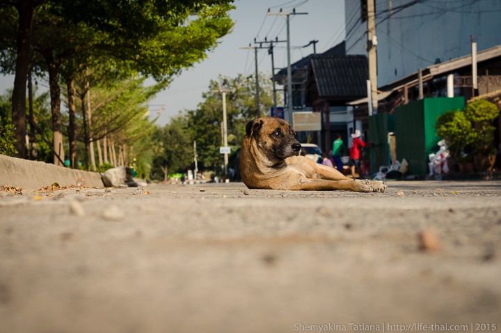 собаки, Аюттайя, Таиланд