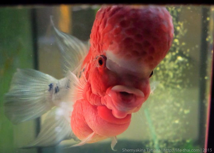 Фловер Хорн, азиатская аквариумная рыбка
