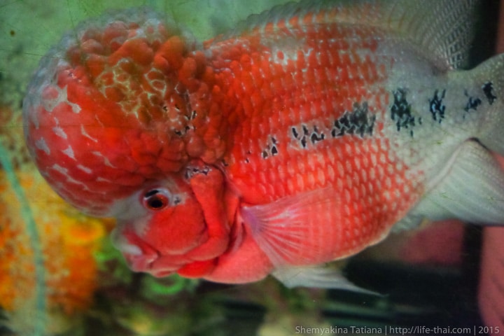 Фловер Хорн, азиатская аквариумная рыбка