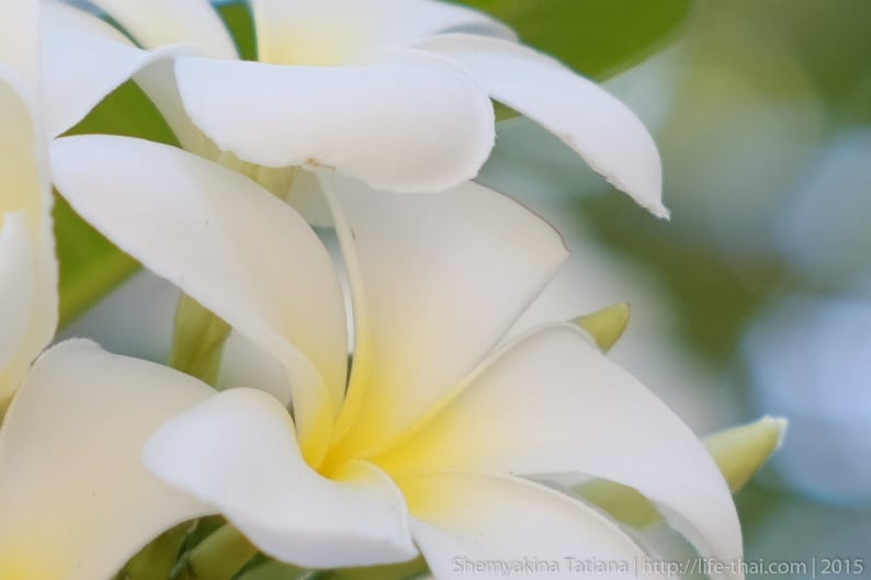Цветы, фото на Супер Такумар 55