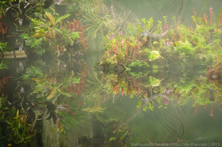 Cloud Forest, Сады у залива, Сингапур фото