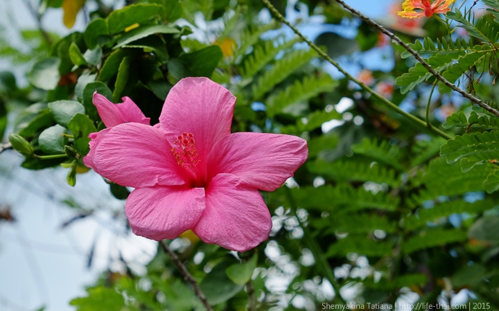 Цветы, остров Лангкави, Малайзия