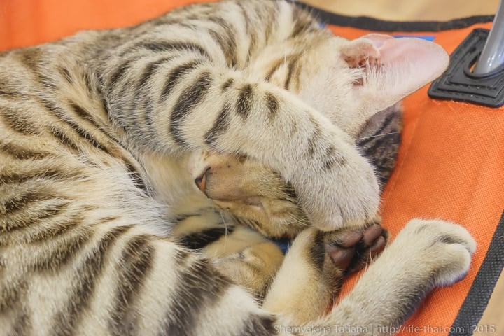 Кошачье кафе, Пенанг, Малайзия