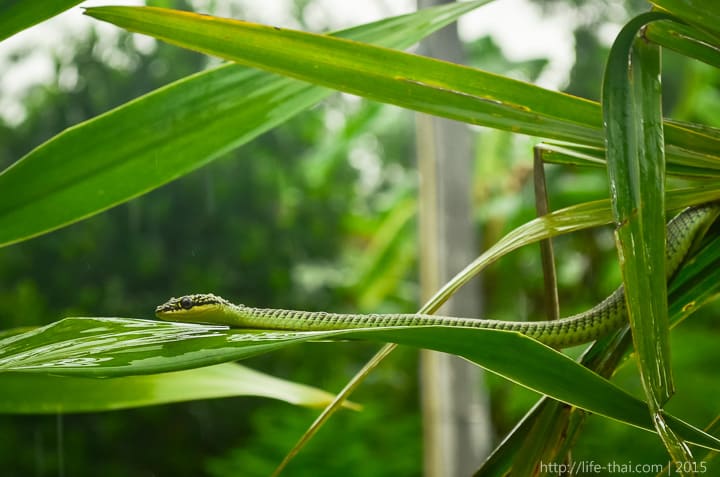 Змеи Таиланда, фото