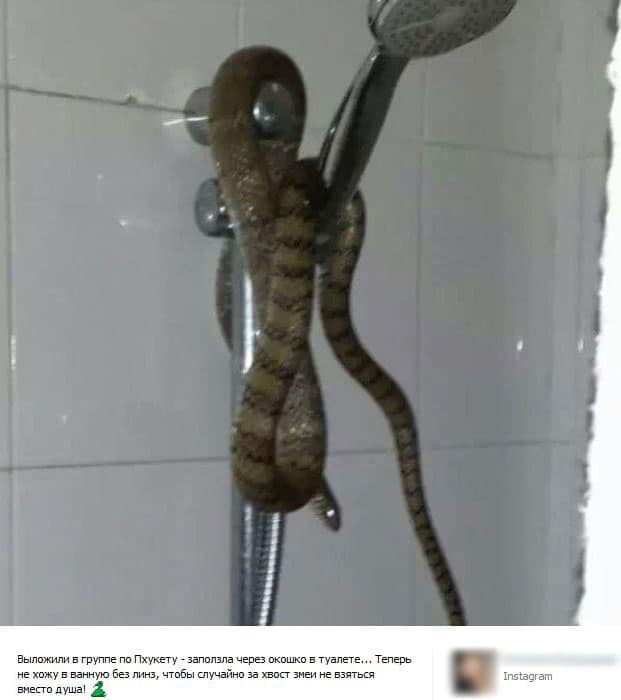 Змея заползла в душ, Таиланд