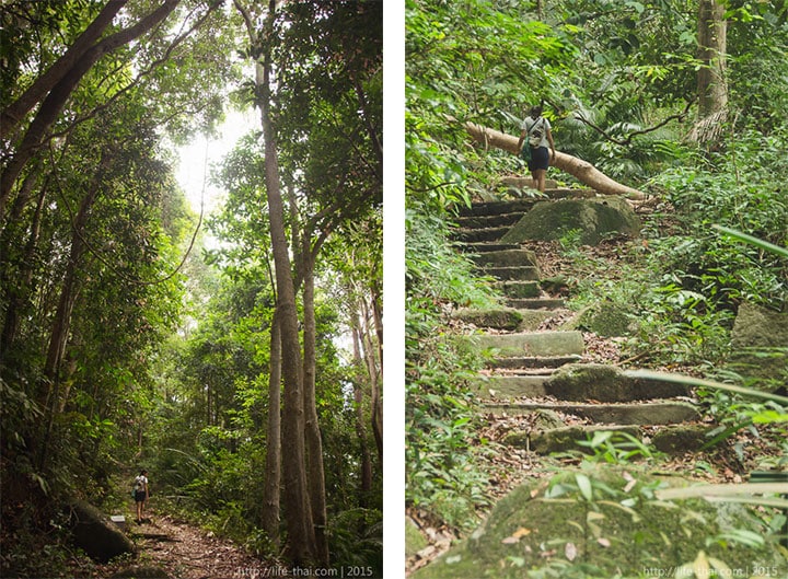 Остров Пенанг, прогулка по джунглям