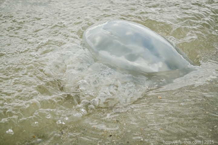 Медуза корнерот в Азовском море