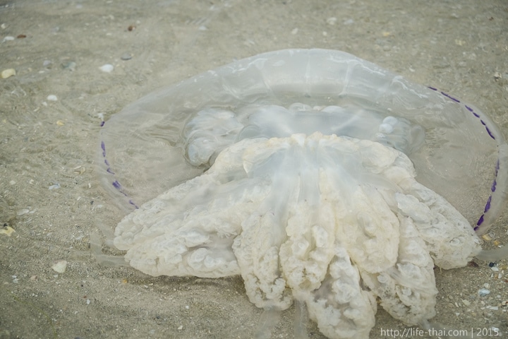 Медуза корнерот в Азовском море