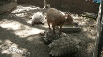 Коза катается на черепахе