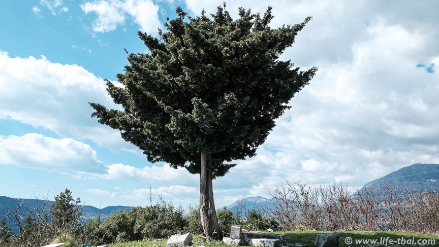 Дерево, Черногория