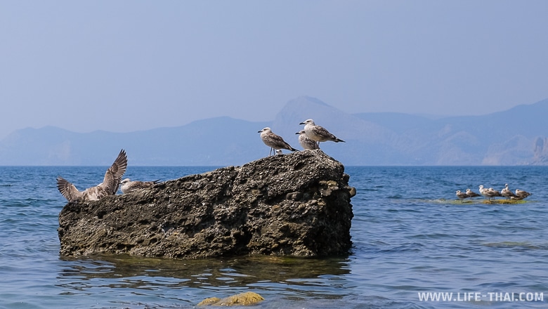Птицы на Меганоме, Крым