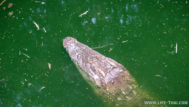 Крокодил в пруду, Пхукет, Таиланд