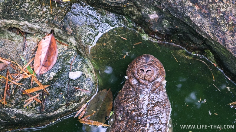 Крокодил в пруду, Пхукет, Таиланд