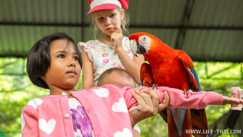 Ребёнок и попугай, парк птиц на Пхукете в Таиланде