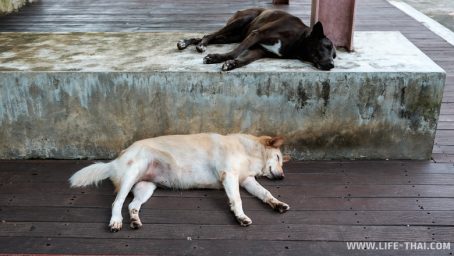 Утомлённые тайские собаки, Пхукет Утомлённые тайские собаки, Пхукет