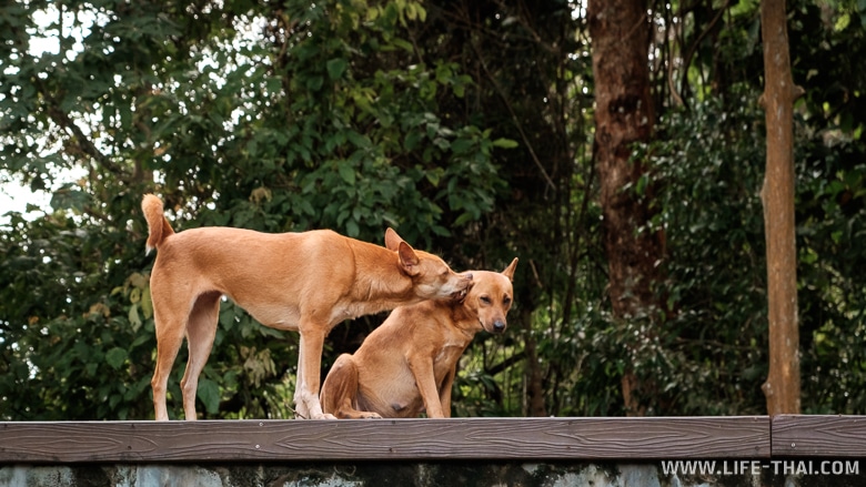 Рыжие собаки на горе обезьян, Пхукет