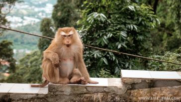 Обезьяна на Пхукете, достопримечательности острова Обезьяна на Пхукете, достопримечательности острова
