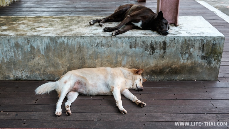 Утомлённые тайские собаки, Пхукет